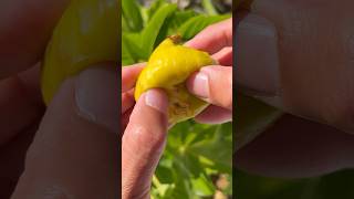 When To Harvest Figs figs fruit gardening harvest growfood [upl. by Cly]