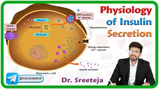 Physiology of Insulin secretion  Endocrine physiology [upl. by Scholz]