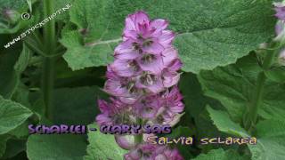 scharlei  salvia sclarea  clary sage in my backyard [upl. by Weatherby]