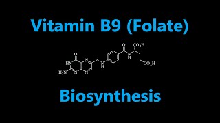 Vitamin B9 Folate or Folic Acid Biosynthesis [upl. by Rainer]