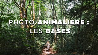 Photographie animalière les BASES pour débuter de manière RESPONSABLE [upl. by Doane]