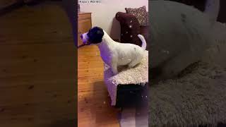 How to Groom a Jack Russell Terrier [upl. by Nerral353]