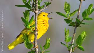 Yellow Warbler Song [upl. by Camp888]