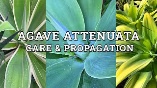 Agave Attenuata Fox Tail Agave Care amp Propagation [upl. by Fanny]