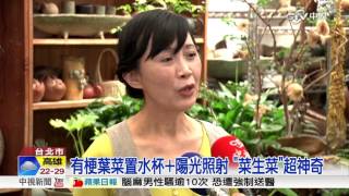 神 超級省錢 高麗菜放水杯quot菜生菜quot │中視新聞 20160403 [upl. by Sjoberg508]