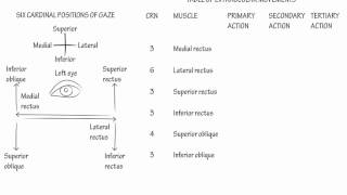 Extraocular Muscle Actions Draw it to Know it Neuroanatomy [upl. by Gilberte]