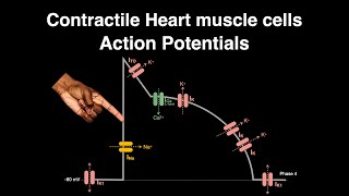 Action Potential Contractile cardiac muscle cells heart physiology actionpotential [upl. by Herv]