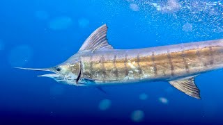 Marlin Fishing at its Best  Bermagui Australia [upl. by Cinamod]