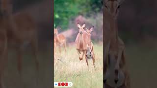 Deer 🦌🦌🦌animals slowmotions nature krugerpark shorts [upl. by Porcia]