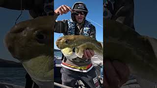 Hawkesbury River baitfishing [upl. by Janela]