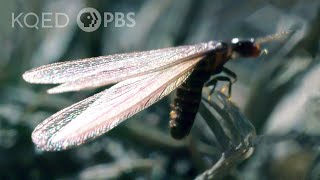 Flying Termites Take a Dangerous Journey to a New Life  Deep Look [upl. by Arihsay]