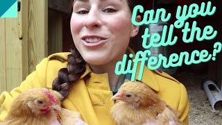 How to tell if a Buff Orpington chick is a male or a female [upl. by Ambler973]