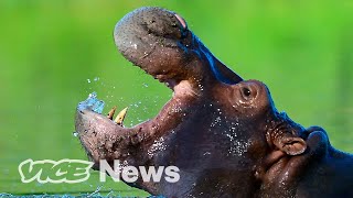 Pablo Escobars Cocaine Hippos Might Finally Need to Be Killed [upl. by Tamsky858]