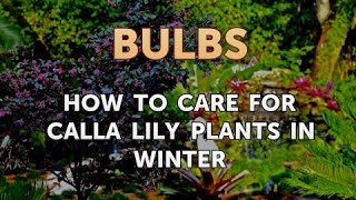 How to Care for Calla Lily Plants in Winter [upl. by Airb296]