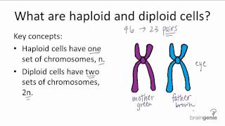 521 Haploid v Diploid [upl. by Gaven]