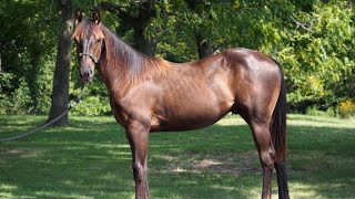 Carvin In The Frost 2023 AQHA Gelding for Sale [upl. by Arlana]