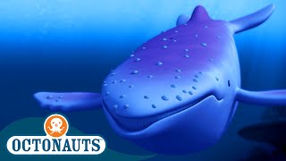 Octonauts  The Albino Humpback Whale 🐋  Season 1  Full Episodes  Cartoons for Kids [upl. by Llerdnad]