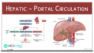 HepaticPortal Circulation Physiology Explained [upl. by Faria]