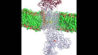 NaKATPase animation [upl. by Dier17]