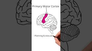 The Frontal Lobe neuroscience [upl. by Niras]