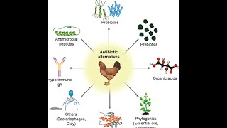 Alternatives of Antibiotics in Poultry Industry [upl. by Johnsson]