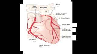 RESTRICTIVE CARDIOMYOPATHY [upl. by Frazer]