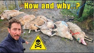 Liver Fluke Lessons Learned sheep farming farmlife [upl. by Alba]