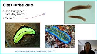 Phylum Platyhelminthes  Part 1 [upl. by Cale]