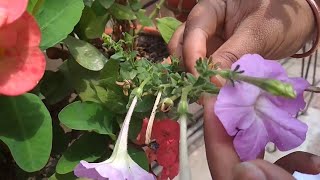 How to collect and store Petunia Seeds  Collecting Petunia seeds [upl. by Vick684]