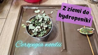 Z ziemi do hydroponiki  Ceropegia woodii [upl. by Haneehs520]