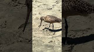 Marbled Godwit Foraging [upl. by Heidie]