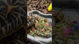 Feeding my tortoises Arcadia’s OptimisedIndulgence [upl. by Noiemad552]