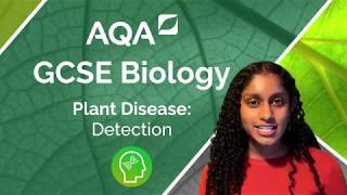 AQA GCSE Biology Detection and Identification of Plant Diseases [upl. by Sunshine]