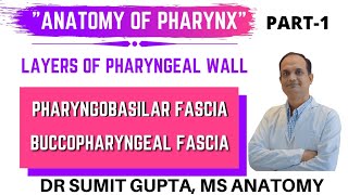 PHARYNX  LAYERS  PHARYNGOBASILAR FASCIA  BUCCOPHARYNGEAL FASCIA  ANATOMY [upl. by Anyal836]