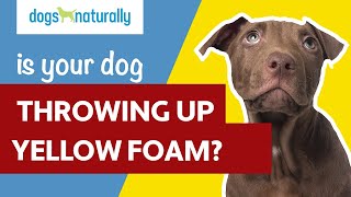 Is Your Dog Vomiting Yellow Foam [upl. by Anirehc]