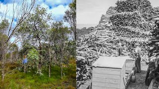 Sandalwood  The Story of Sandalwood in Western Australia [upl. by Schoenberg]