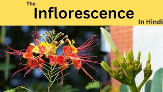 What is inflorescence Racemose and Cymose How flowers are formed on branches [upl. by Ferna]