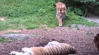 Crouching tiger Dublin zoo [upl. by Rozella806]