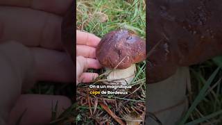 Les cèpes 2024🍄🍂🌳 champignons cepes cèpe champignonscomestibles cepesdebordeaux [upl. by Devitt]