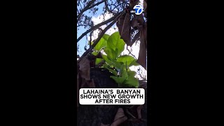 Lahainas burned banyan tree shows bright green leaves sprouting [upl. by Reba]