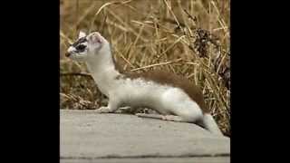 ShortTailed Weasel in Edmonton Backyard [upl. by Marsden]