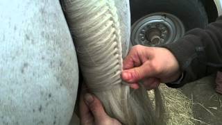 How to Braid a Tail Hunter Jumper [upl. by Fulbright]