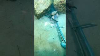 Crabs Heroic Moment Caught on Camera😱crab deepsea sea [upl. by Ydneh]