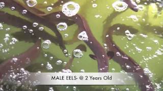 How To Grow Eels EEL FARMING IN AUSTRALIA [upl. by Nnalatsyrc]