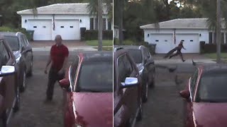 Wild Peacocks Chase Man Who Allegedly Swiped One Off Street [upl. by Lundgren767]