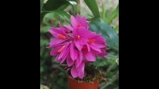 orchidea del giorno Dendrobium Hibiki  3° video di risposte alle vostre domande [upl. by Eelam]