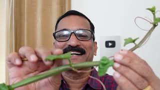 ചങ്ങലംപരണ്ട  Secrets of Single Drug Remedy for Bone amp Gynecology [upl. by Berck]