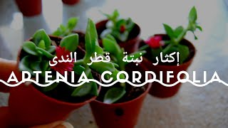 إكثار نبات حي علم أو قطر الندى بسهولة Aptenia Cordifolia [upl. by Lian]