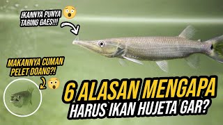 TERBAIK 6 ALASAN MENGAPA HUJETA GAR TERMASUK SALAH SATU IKAN PREDATOR TERBAIK [upl. by Ike]