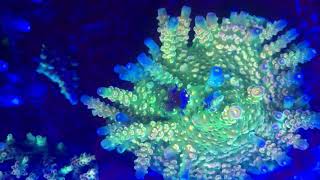 Walt Disney Acropora tenuis [upl. by Cherie]